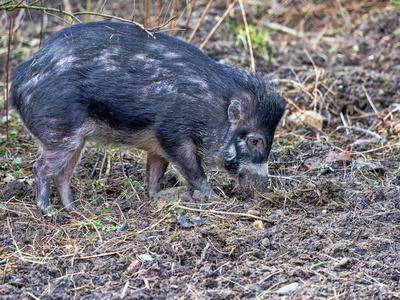 密林深处的黑色坦克 野生豬的睡姿觀察手記